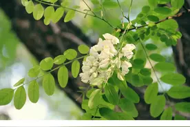 中药植物界的英雄母亲——槐树图片