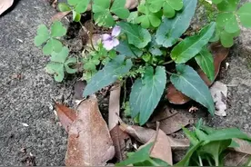 犁头草，又叫紫花地丁，乡下叫它“解毒草”图片