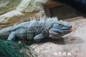 寻龙记｜名中带“龙”的动物龙年成新宠图片