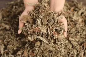 冬季一味中草药，可以把阳气补到骨头缝里，号称散结第一草！图片