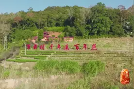 神奇！三百年不烂根的甘蔗你见过吗？闽北山乡瞧瞧去！图片