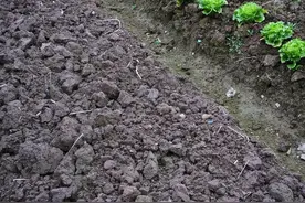 菜地土壤发硬，我们都是用这三种材料改良的，今天用明天就能种菜图片