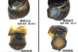 福寿螺、田螺傻傻分不清楚？请看图文，记得收藏！图片