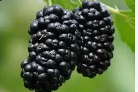 每日一味中药——桑葚子图片