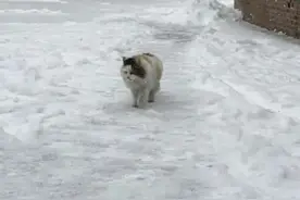 你们知道吗东北冰天雪地流浪猫是怎么样存活的？背后故事让人感动图片