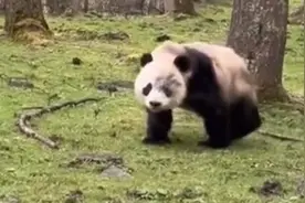 陕西周至县野生大熊猫疑似摔伤多处严重骨折，救助后的83天后去世图片