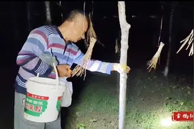 【融媒进乡村㊶】东辛庄村：养殖金蝉“钱”景好 林下经济土生“金”图片