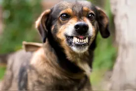 狂犬病，致死率高达100%，一文带你了解必要的救命常识！图片