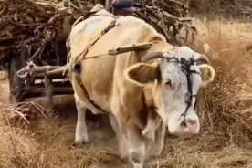 牛马图片
