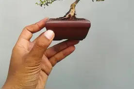 指尖上的盆景（微盆景欣赏）图片