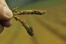 根腐病不再愁——噁霉灵治根腐病的实用秘籍，99%的人都用错了！图片