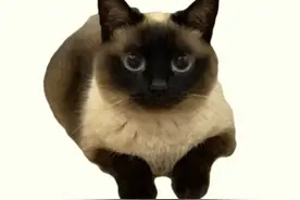 一生只认一个主人的四种猫，比狗还忠诚！图片