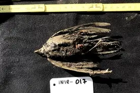 北极挖出史前生物尸体，为何人类会感到不安，潘多拉魔盒开了？图片