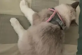 猫咪总想出去，于是买了遛猫绳，结果穿上之后，一秒认怂图片