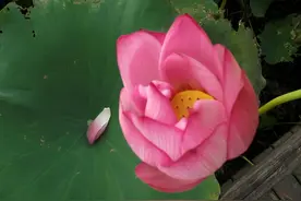 告诉你的女儿：结婚后，不管家境多好，也要婆婆给“三样东西”图片