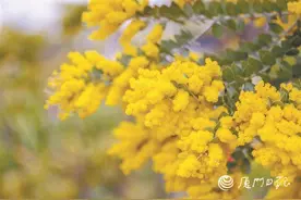 春有约，花满城！带上这份攻略来厦门追春吧图片
