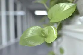 中老年男性，眉毛突然变长，说明了什么？大部分人还被蒙在鼓里！图片
