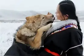 “狼女”李微漪：2010年养狼崽当儿子遭批，10年后却受国家认可图片