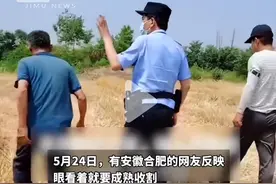 安徽盗割小麦后续：“贼”找到了！双方和解！盗割原因另有隐情图片