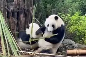 走，去熊猫基地看果赖 花花图片
