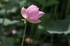 适合中老年人用的微信名，真好听，快拿去用吧！图片