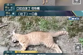 上海一小区二十多只猫狗离奇死亡，疑似有人投毒，警方已介入图片