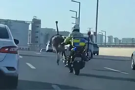 郑州高架桥上，一只鸵鸟“出逃”，速度堪比一辆小轿车，网友爆笑图片