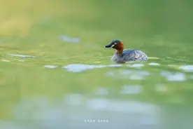 摄影师卢丁：尼康Z8+Z 400mm F2.8是专为生态拍摄而生的图片