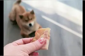 过完年主人再喂狗狗吃肉时，它眼睛一闭转头就走！狗：吃腻了啊！图片