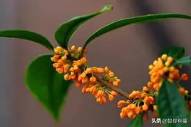 生于江南，长在西北——桂花不易图片