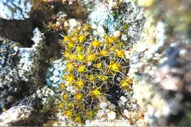 新疆科研人员发现首个有望在火星存活的植物图片