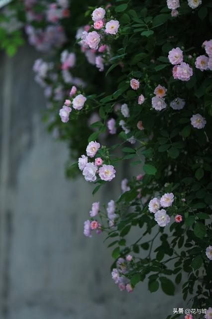 南昌蔷薇花爆火！满城花墙温柔缱绻，治愈整个暮春时光