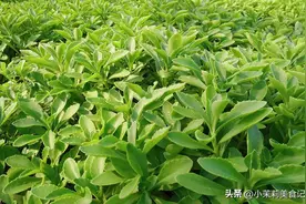 一通便，二养心，三保肝，俗称“金不换”，随手一拌，开胃去火图片