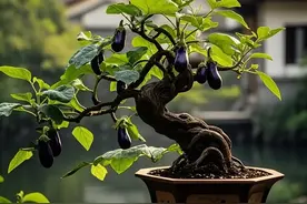 养花不如种菜，看河南老伯的“盆景茄子”真的颠覆了认知图片
