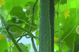 黄瓜坐果率翻倍的5个土办法，照着做架上挂满瓜！图片