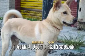 女子称小狗被借给剧组当群演 一年多未还，下落不明 制片人：电影已杀青，将去了解下图片