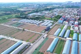 湖北孝昌：大棚蔬菜喜获丰收 “菜篮子”成增收“钱袋子”图片