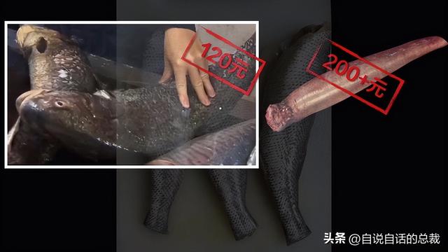 最贵的花胶多少钱一斤 2026年全世界最贵的花胶