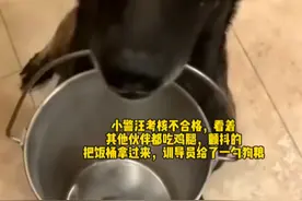 小警犬考核不合格，看着它颤抖叼着饭桶的样子，评论区集体破防图片