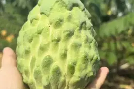 “长在树上的冰激凌”这种水果已进入成熟季图片