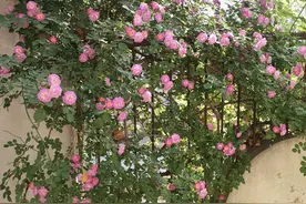 一个抑郁焦虑症患者的自愈图片