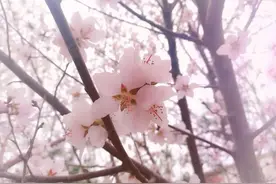 内蒙古：桃花盛开惹人醉 假期结束风雨模式开启图片