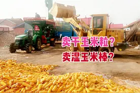算一笔账：干玉米粒1.38元，湿玉米棒0.65元，看看卖哪种划算？图片