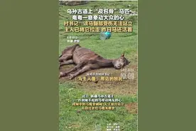 乌孙古道土“皮包骨”马匹奄奄一息，村书记：该马腿部受伤无法站立，主人已将它拉走，昨日马还活着图片