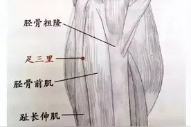 解锁足三里：开启身体的健康密码图片