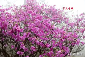 国家二级保护的珍稀植物，杜鹃花中的极品王者，惊艳绽放图片