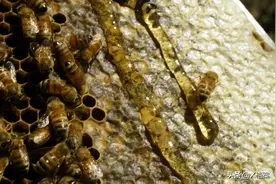 蜂蜜为何永不变质？背后的化学秘密令人惊叹图片