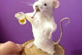 老鼠真的能听懂人话吗？图片