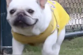 【法斗进搜救犬训练基地追星】图片