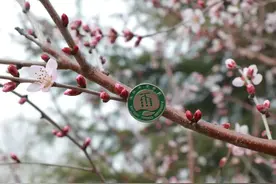 春日摄影大赛邀你参加！！！图片